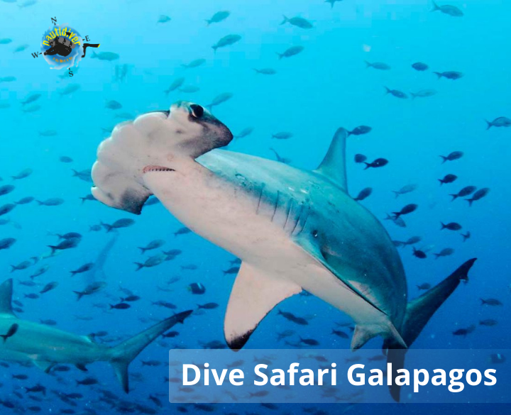 Dive Galapagos